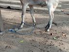 Jamunapari Goat