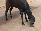 Jamunapari Goat