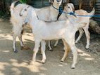 Jamunapari Mari