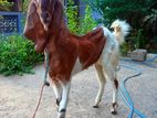 Jamunapari Goat