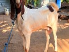 Jamunapari Gost