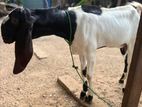 Jamunapari Goat
