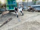Jamunapari Goat