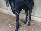 Jamunapari Goat
