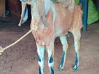Jamunapati Mari Goat