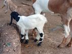 Jamunapari Goat