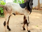 Jamnapari Goats