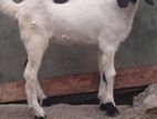 Jamunapari Goat