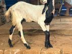 Farm Goat