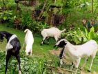 Jamnapari Goats