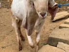 Jamunapuri Male Goats