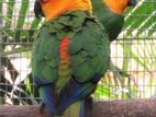 Janday Conure Chick's