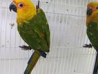 Janday Conure Female