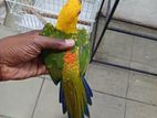 Janday Conure Female