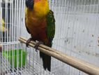 Janday Conure Female