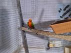 Janday Conure