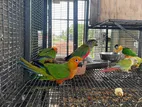 Janday Conure