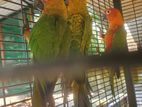 Sun Conure Bird Chicks
