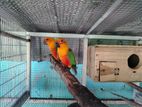 Jandey Conure Pair