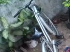 Japan cycle