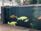 Japan Imported Koi