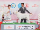 Japan Imported Labrador for Crossing