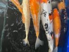 Japan Koi Fish