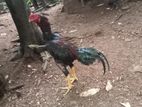 Japan Samos Rooster