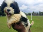 Shih Tzu Puppy