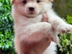 Japanees Spitz Puppies