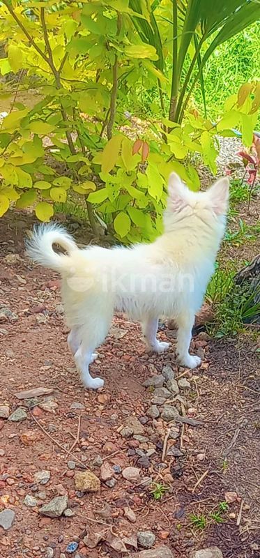 Japaneese Spits Puppy for Sale in Ja-Ela ikman