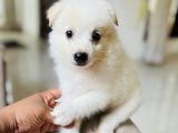 japanese Spitz Puppy