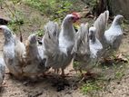 Japanese Bantam