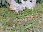 Japanese Bantam Blue Line