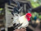 Japanese Bantam Chicken