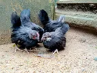 Bantam Chicks