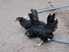 Japanese Bantam Chicks