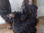 Japanese bantam