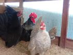 Bantam Chickens