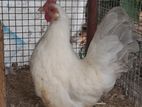 Japanese Bantam
