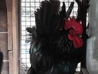Japanese Bantam Chicken