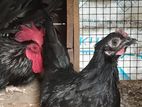 Japanese Bantam Chicken