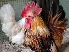 Bantam Chicken