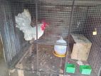 Japanese Bantam
