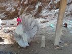 Japanese Bantam