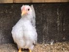 Japanese Bantam