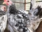 Japanese Bantam