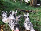 Japanese Bantam