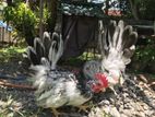 Japanese Bantam