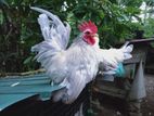 Japanese bantam
